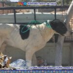 ادامه طرح ساماندهی سگ‌های بلاصاحب در شهر نیر